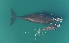 Right Whale and Calf
