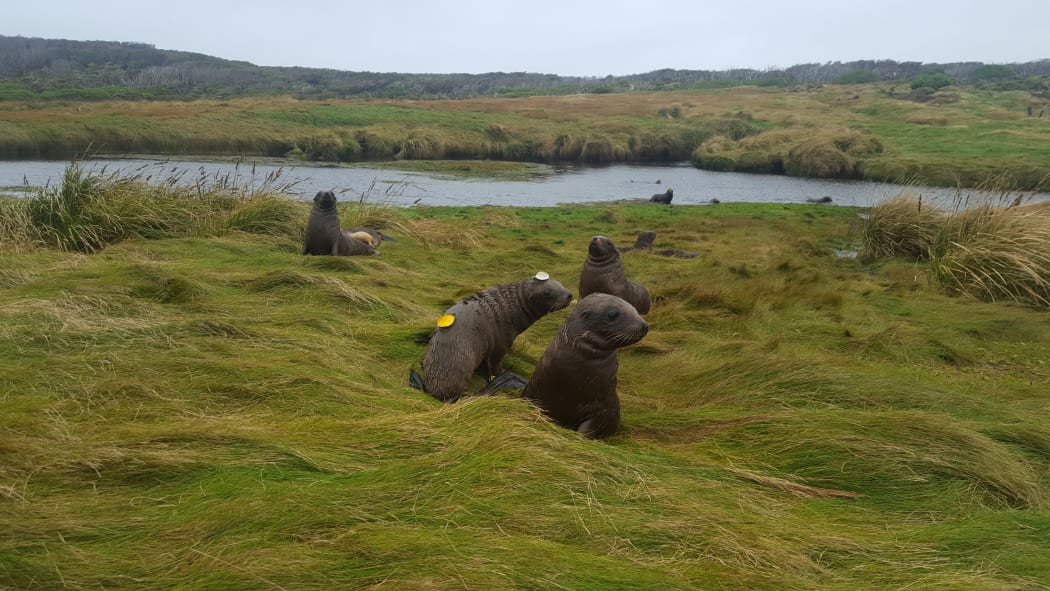 Sea lion pups on Auckland Islands.
