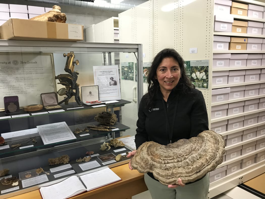 Mahajabeen Padamsee stands next to a glass case in the NZ Fungarium holding a large fungus. In the glass case there are fungi specimens, labels and an old microscope.
