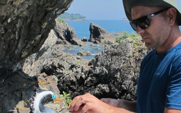 Ornithologist and Auckland Museum curator Matt Rayner