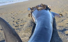 Whale stranded at Banks Peninsula on 20 March 2024. 
https://www.facebook.com/photo/?fbid=815749717259741&set=a.633782965456418