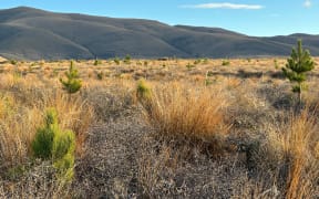 Paul Oswald, project manager for the Central Otago Wilding Conifer Group, says in the battle for space - conifers will beat out natives every time and fears the invasive species will eventually cover the landscape with a mono culture.