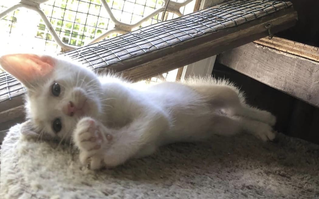Over 200 kittens were rehomed by the sanctuary in 2023.