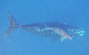 A southern right whale, or tohorā, and its calf.