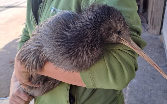 A Department of Conservation ranger with the Rosvall Sawmill’s unexpected kiwi bird visitor.