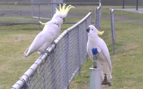 Sulphur-crested cockatoos line up to take a drink from a public bubbler at a Sydney sporting reserve.