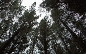 Radiata pines have a harvest cycle of about 30 years