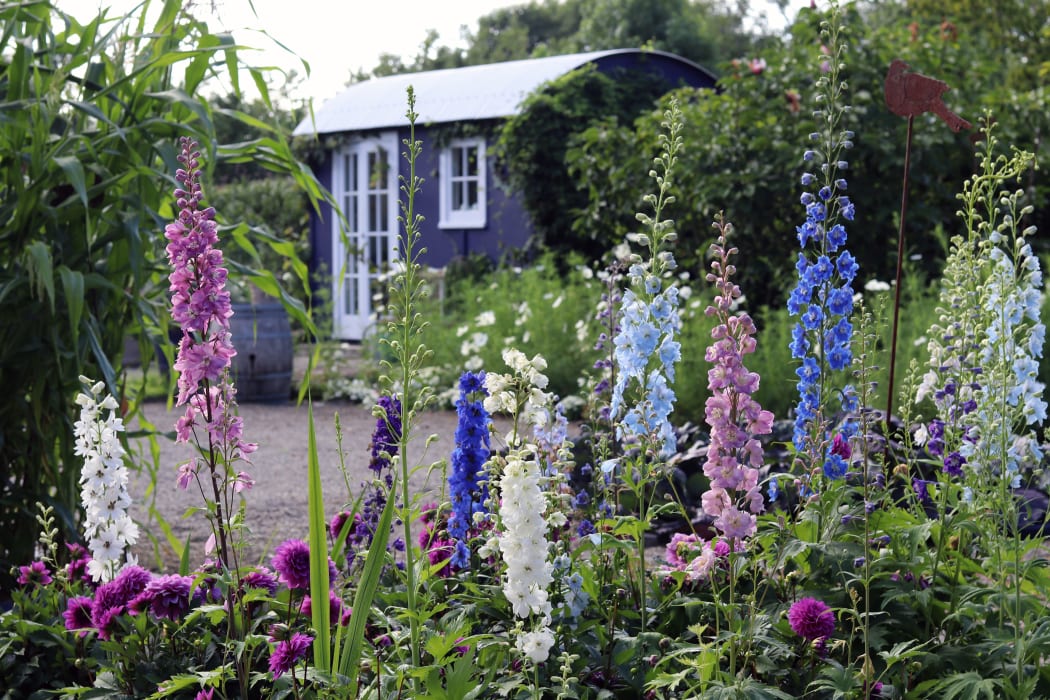 Early Delphiniums