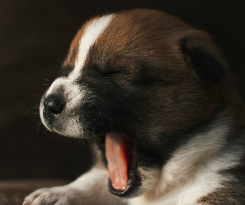 a dog yawning
