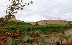 Simcox Quarry Limited wants to dig up to 90,000 tonnes of rock a year from its Barracks Rd quarry in the Omaka Valley.