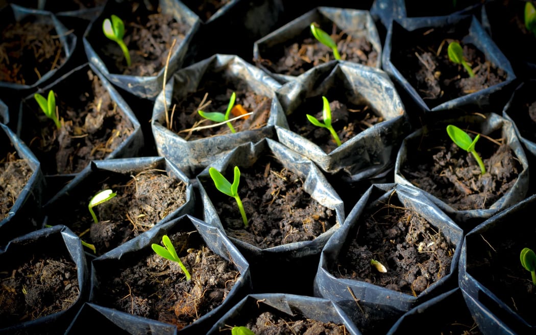 generic seedlings
