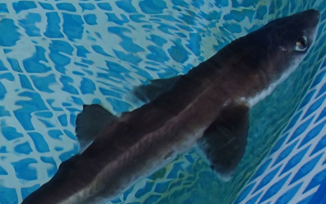 Spiny dogfish
