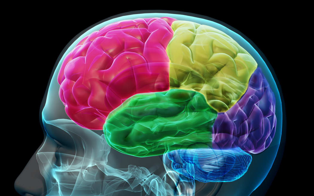 concept image of colored sections of a male human brain.