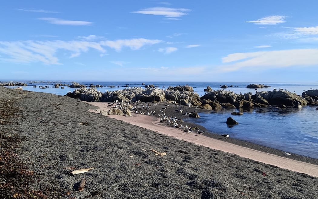 Krill at South Bay in Kaikōura.
