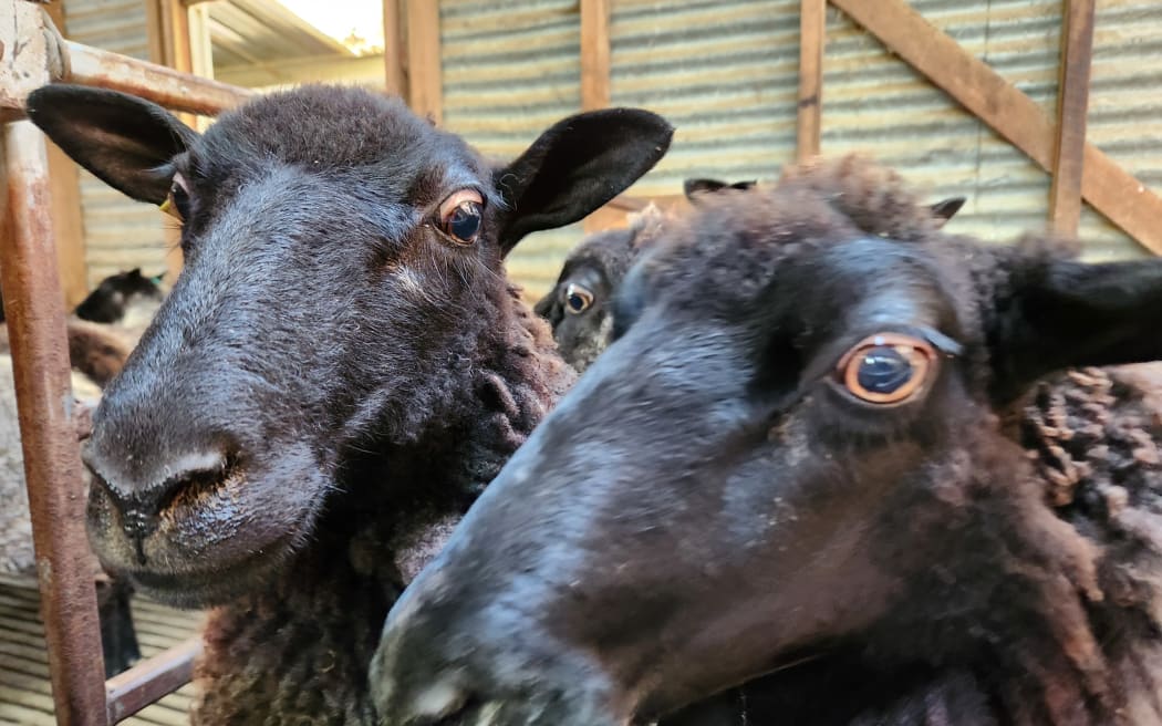 The Gotland breed has a brown-coloured fleece and is named after the Swedish island of Gotland