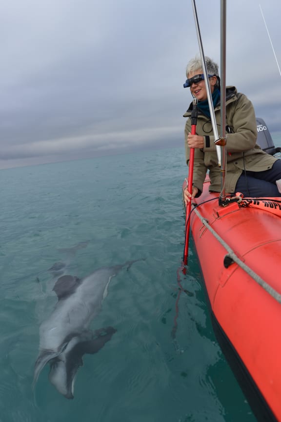 Professor Liz Slooten using an underwater pole-cam to study dolphins.