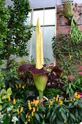 The Titan arum flower had opened fully on Sunday.