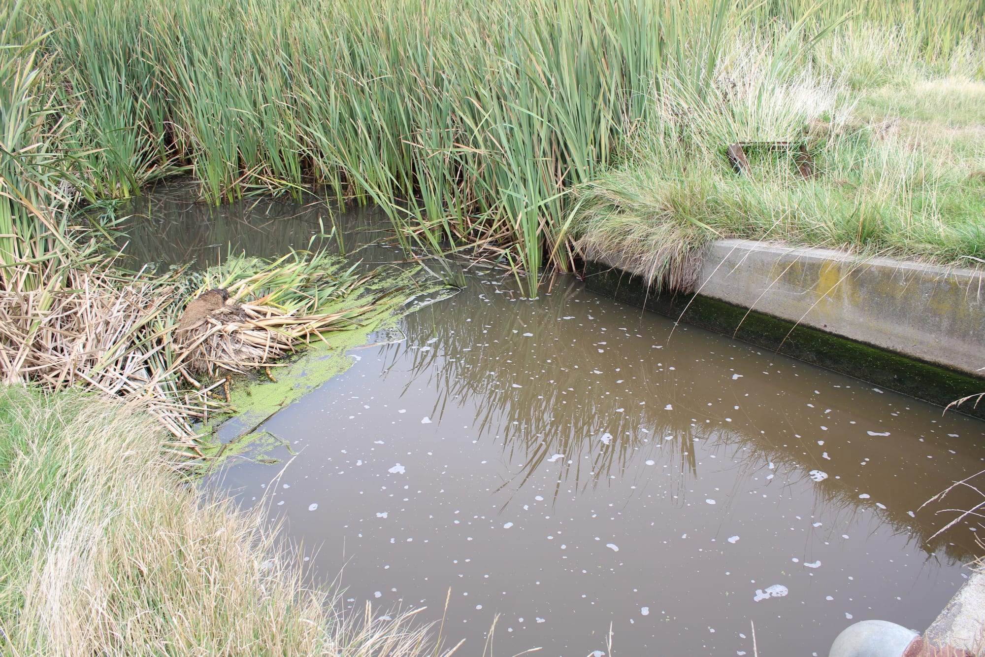 The Osborne drain which runs into Te Waihora/Lake Ellesmere.