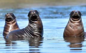 Nationally vulnerable New Zealand sea lion pups play in the waters of an Otago Peninsula coastal inlet. The Department of Conservation has confirmed a record 20 pups were born in Dunedin this year.