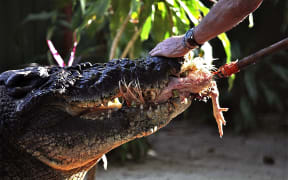 This handout photo taken on on September 14, 2011  and received on February 12, 2013 shows Toody Scott feeding Cassius - who has reclaimed his crown as the world's biggest crocodile in captivity, with his Australian handler saying it will boost business, on Green Island, Queensland.  The 5.48-metre (17 ft 11ins) crocodile, kept in a park on an island off Australia's Queensland, held the record until "Lolong", a 6.17-metre suspected man-eater, was caught in the Philippines 17 months ago.  But with Lolong's death from a mystery illness on Sunday, Cassius is once again on top.  "The Guinness Book of World Records contacted us as soon as Lolong died," Billy Craig, a croc wrangler at Marineland Melanesia where Cassius lives, told AFP.  AFP PHOTO / MARINELAND MELANESIA
----EDITORS NOTE ----RESTRICTED TO EDITORIAL USE MANDATORY CREDIT " AFP PHOTO / MARINELAND MELANESIA" NO MARKETING NO ADVERTISING CAMPAIGNS - DISTRIBUTED AS A SERVICE TO CLIENTS (Photo by MARINELAND MELANESIA / MARINELAND MELANESIA / AFP)