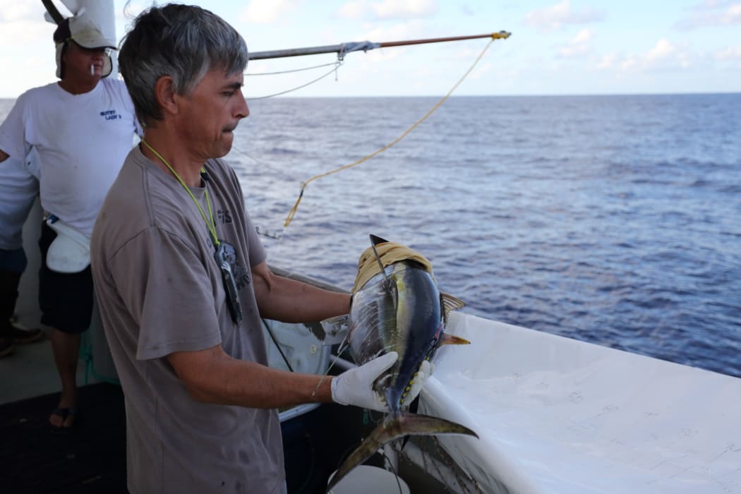 A bigeye tuna implanted with an archival tag ready to be released.