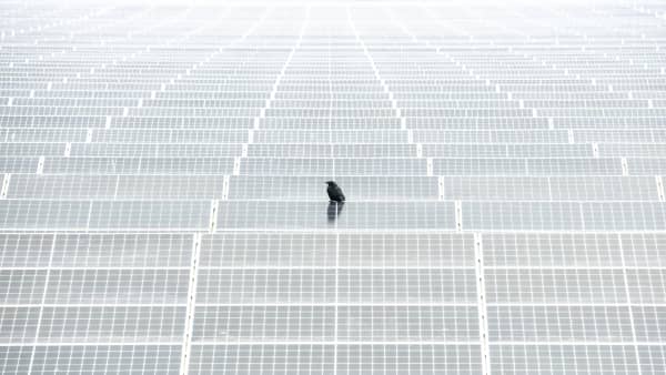 Alex Pansier of the Netherlands won Urban Birds for this shot of a lone bird on a vast field of solar panels.