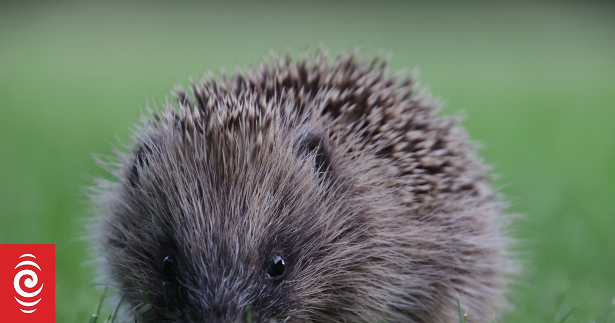 Dead hedgehogs found in horse feed products from New Zealand - Vimarsana News