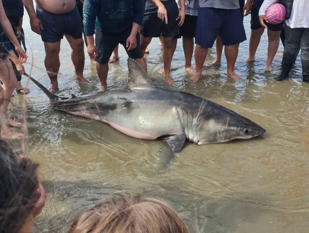 The Great White Shark that died after being caught in a net in Auckland.