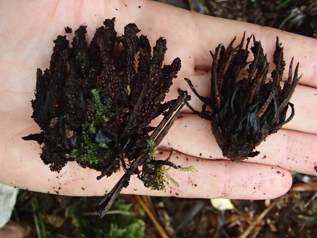 Last year's Dactylanthus flowers contain hundreds of large brownish-red seeds.