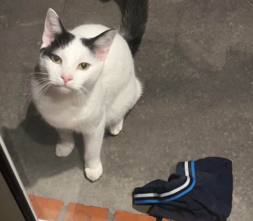 Two-year-old Nico the cat has been ransacking his neighbours' laundry, bringing home more than 200 items of clothing since April, a headache for his family who have been trying to no avail to find the owners.