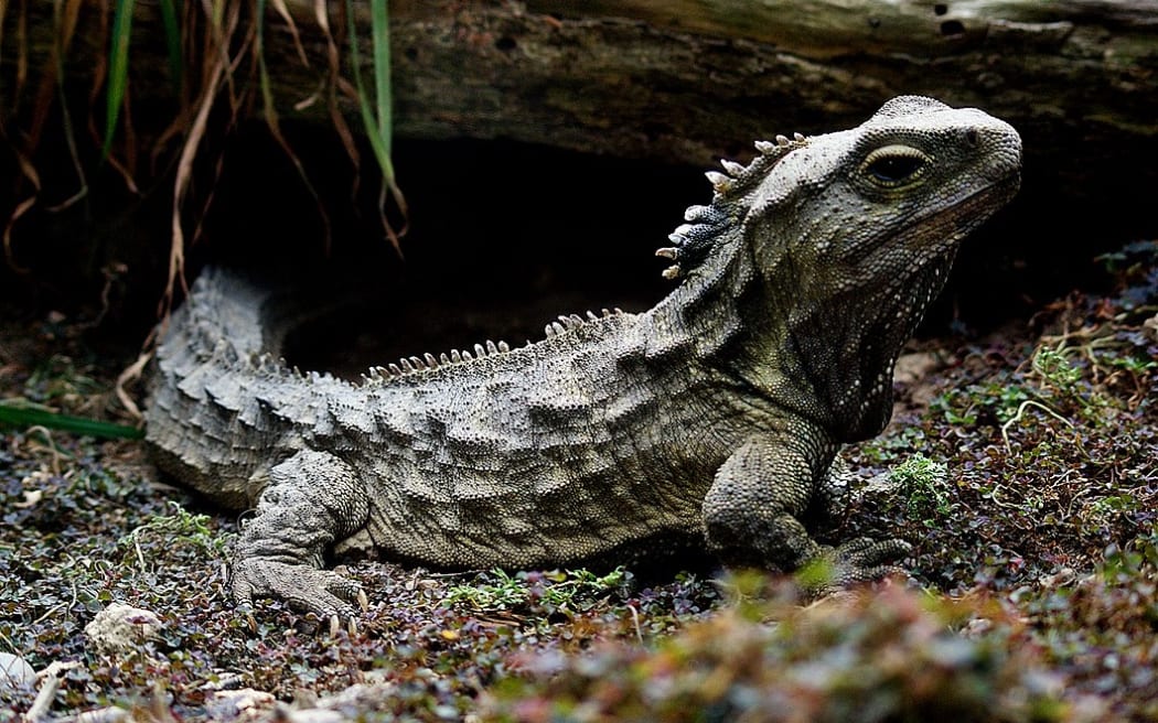 New Zealand tuatara.