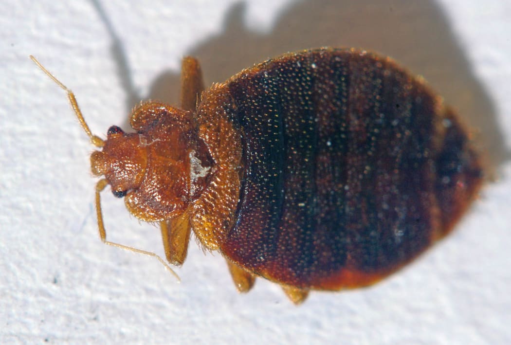 Bed Bug