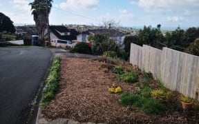 Louise Burnie's berm was planted with wildflowers and fruit trees, but has had to be pulled up after a warning from Auckland Transport.