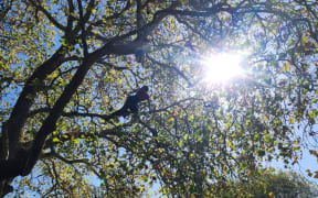 A working arborist goes out on a limb.