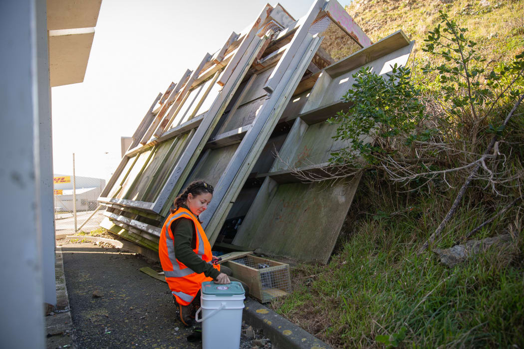 Emma Rowell from Predator-Free Wellington checks one of the trap boxes that are set across Miramar Peninsula, which includes residential, light industrial and commercial areas as well as large areas of bush.