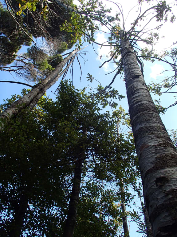 Dead and dying kauri trees