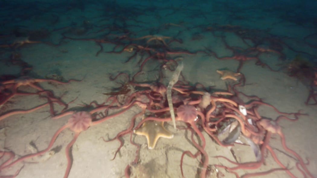 Photos taken under New Zealand King Salmon's Te Pangu Bay farm, which was deemed non-compliant by the Marlborough District Council.