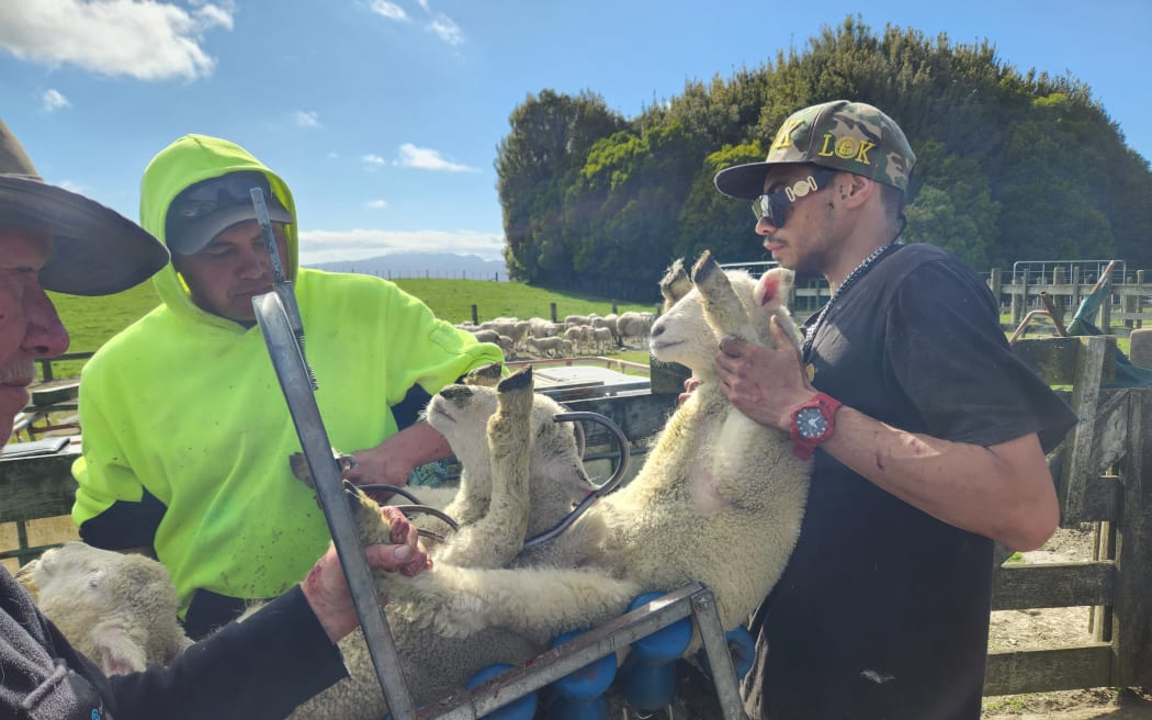 Lambs having their tails docked at a Rotorua farm