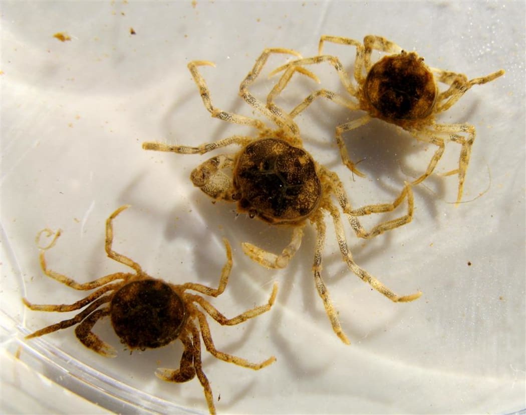 Fresh Water Crabs - Amarinus lacustris