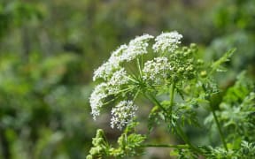 Poisonous Hemlock flowering in spring.