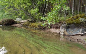 Cyanobacteria blooming in shallow water near shore