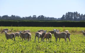 Te Mana Lamb