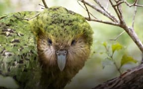 A photograph of a Kākāpō sitting on a branch with it's head front on and facing the camera.