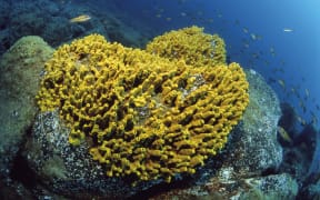 Golden sponge (Verongia aerophoba), Tenerife, Canary Islands.