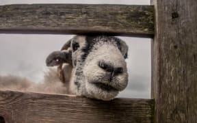 goat in fence