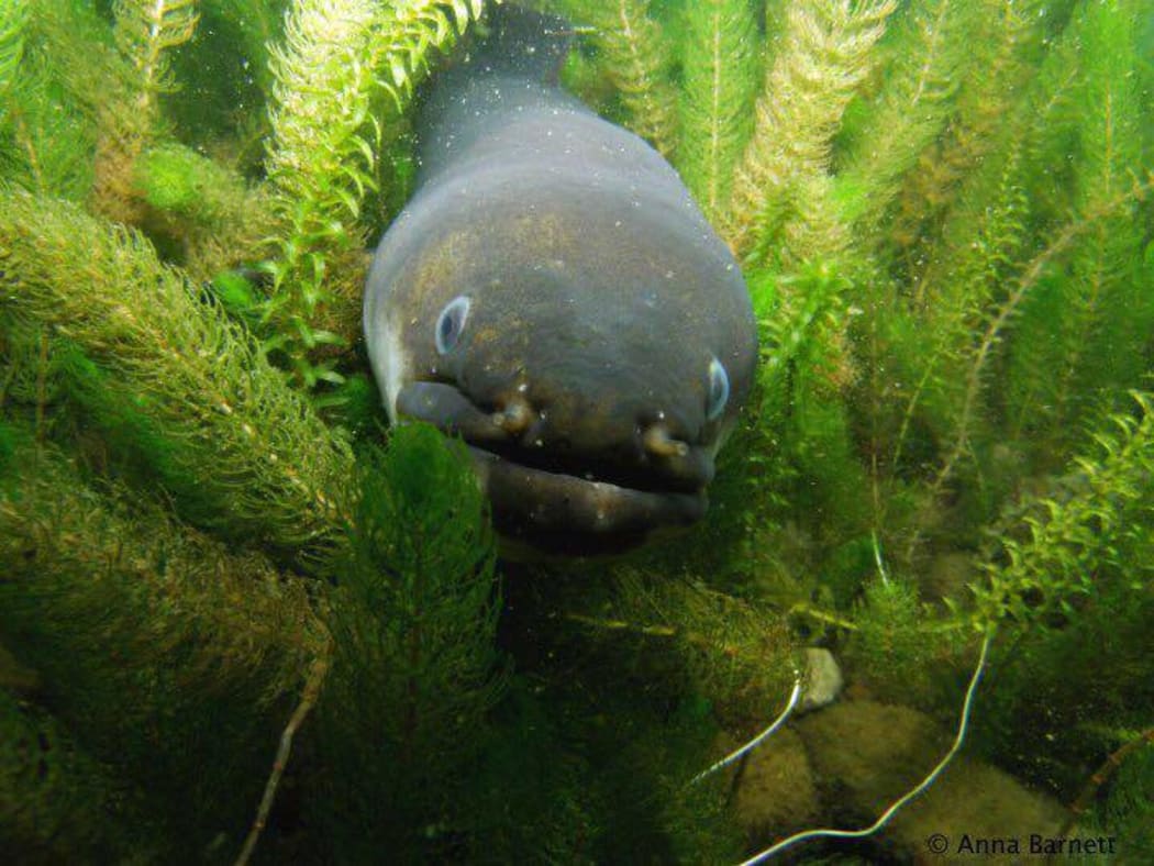 Eel