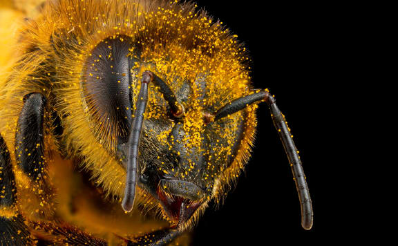 4ksxa39 seduction of the honeybee int b r 22 jpg