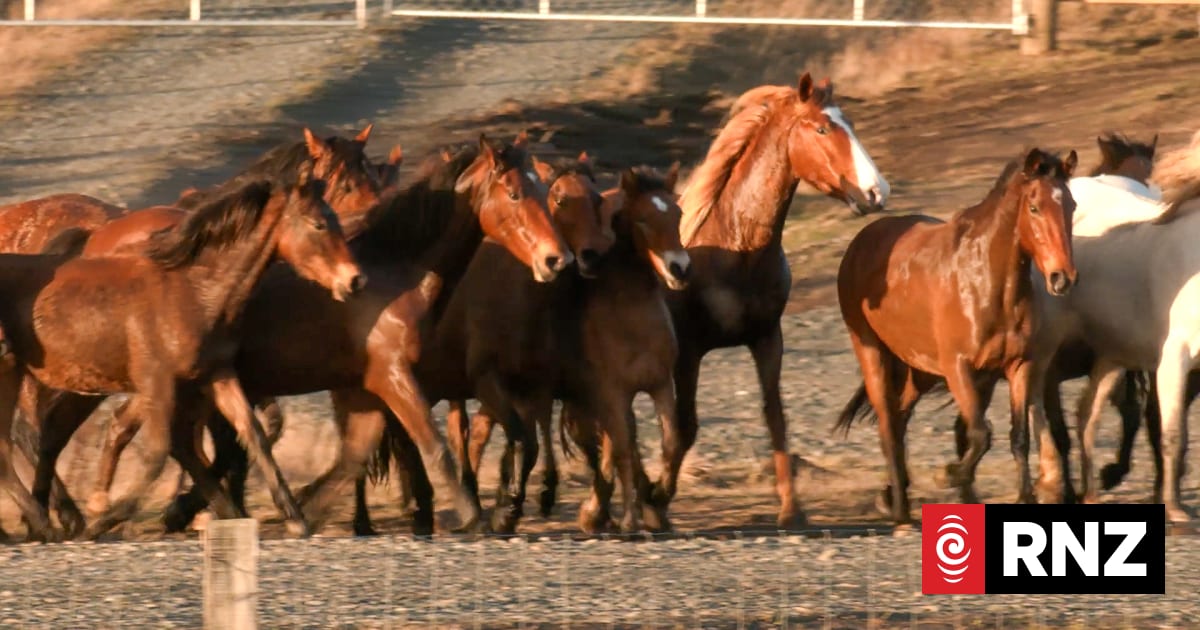 Kaimanawa horse charities raising funds to stop cull