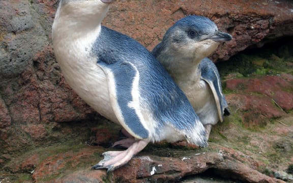 Kororā