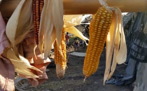 Planting materials were a common request heard in many of the villages. Most had lost everything in the cyclone. One superstitious farmer told me that only a devil wind would dig out root crops from under the ground and leave them strewn across the ground to spoil.